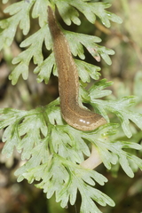 Australopacifica mariae