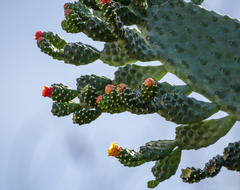 Consolea moniliformis