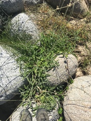 Froelichia xantusii