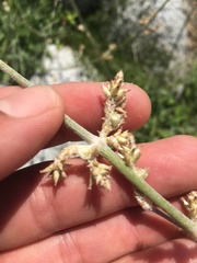 Froelichia xantusii
