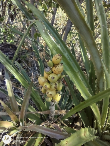 Bromelia pinguin