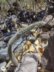 Acanthocereus hirschtianus