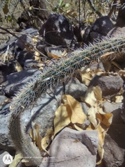 Acanthocereus hirschtianus