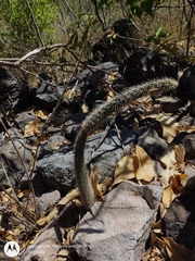Acanthocereus hirschtianus