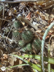 Mammillaria voburnensis