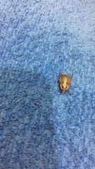 Mimela signaticollis