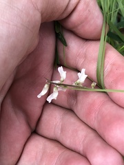 Vicia pulchella