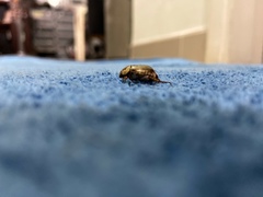 Mimela signaticollis