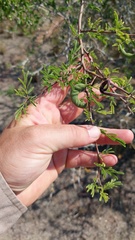 Vachellia curvifructa