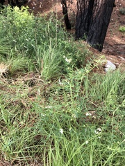 Vicia pulchella