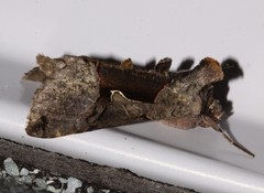 Autographa ampla