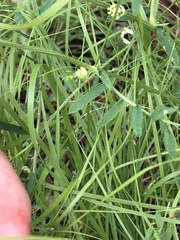 Vicia pulchella