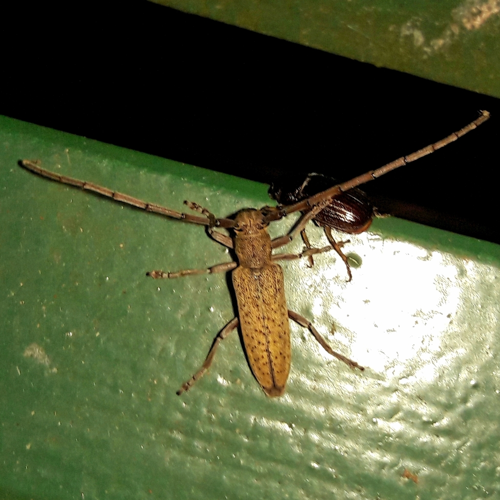 Phaula microsticta