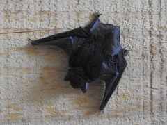Myotis