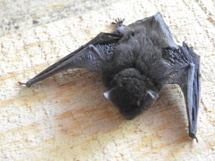 Myotis