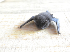 Myotis