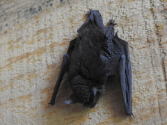 Myotis
