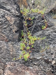 Carpobrotus glaucescens