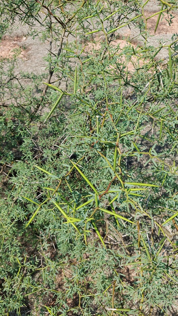 Prosopis elata (Burkart) Burkart 4