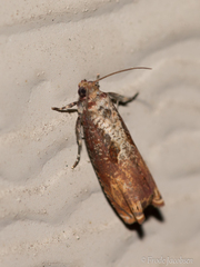Episimus tyrius