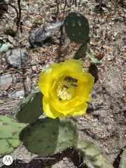 Opuntia guatemalensis