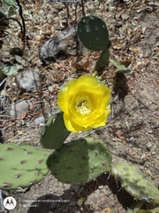 Opuntia guatemalensis