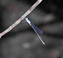 Indolestes tenuissimus