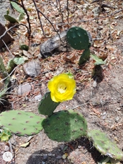 Opuntia guatemalensis