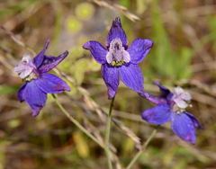 Delphinium patens