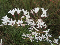 Nerine pancratioides