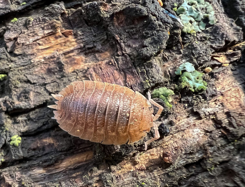 Giant Canyon Woodlouse photo 5