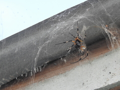 Nephilingis cruentata