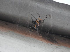 Nephilingis cruentata
