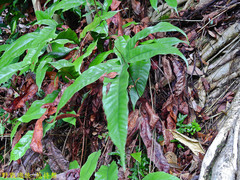 Tectaria harlandii