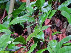 Tectaria harlandii