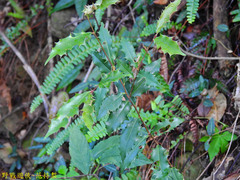 Prunus spinulosa