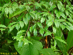Prunus spinulosa