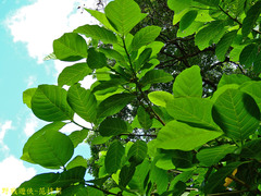 Ficus septica