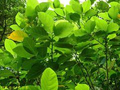 Ficus septica