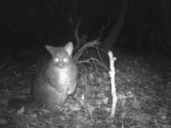 Trichosurus vulpecula hypoleucus