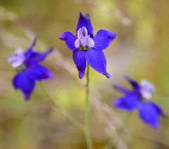 Delphinium patens
