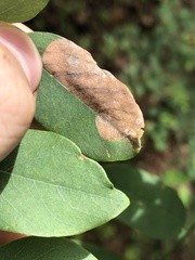 Macrosaccus neomexicanus