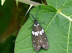 Eterusia aedea virescens