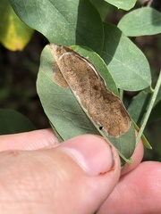 Macrosaccus neomexicanus