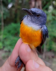 Dicaeum trigonostigma