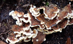 Stereum hirsutum image
