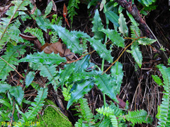 Prunus spinulosa