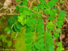 Phyllanthus tenellus