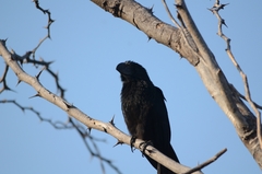 Crotophaga sulcirostris