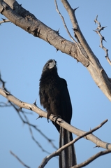 Crotophaga sulcirostris
